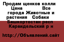 Продам щенков колли › Цена ­ 15 000 - Все города Животные и растения » Собаки   . Башкортостан респ.,Караидельский р-н